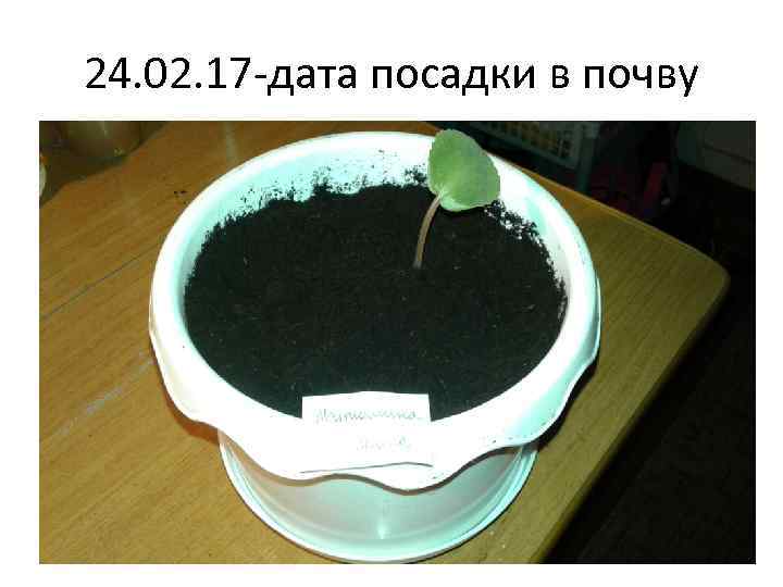 24. 02. 17 -дата посадки в почву 