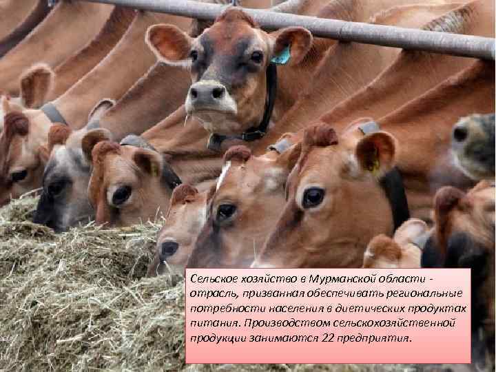 Сельское хозяйство в Мурманской области - отрасль, призванная обеспечивать региональные потребности населения в диетических