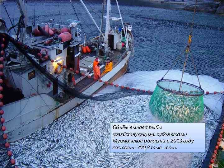 Объём вылова рыбы хозяйствующими субъектами Мурманской области в 2013 году составил 700, 3 тыс.