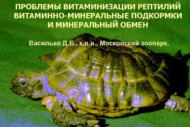 ПРОБЛЕМЫ ВИТАМИНИЗАЦИИ РЕПТИЛИЙ ВИТАМИННО-МИНЕРАЛЬНЫЕ ПОДКОРМКИ И МИНЕРАЛЬНЫЙ ОБМЕН Васильев Д. Б. , к. в.
