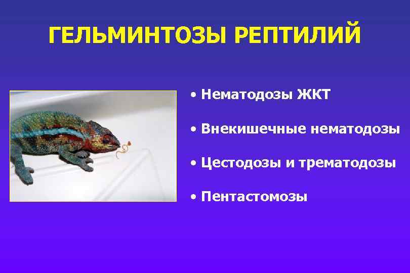 ГЕЛЬМИНТОЗЫ РЕПТИЛИЙ • Нематодозы ЖКТ • Внекишечные нематодозы • Цестодозы и трематодозы • Пентастомозы