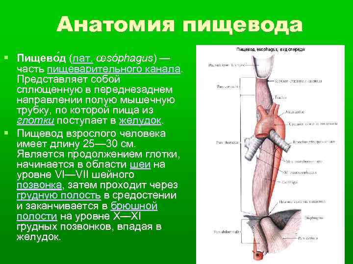 Анатомия пищевода Пищево д (лат. œsóphagus) — часть пищеварительного канала. Представляет собой сплющенную в