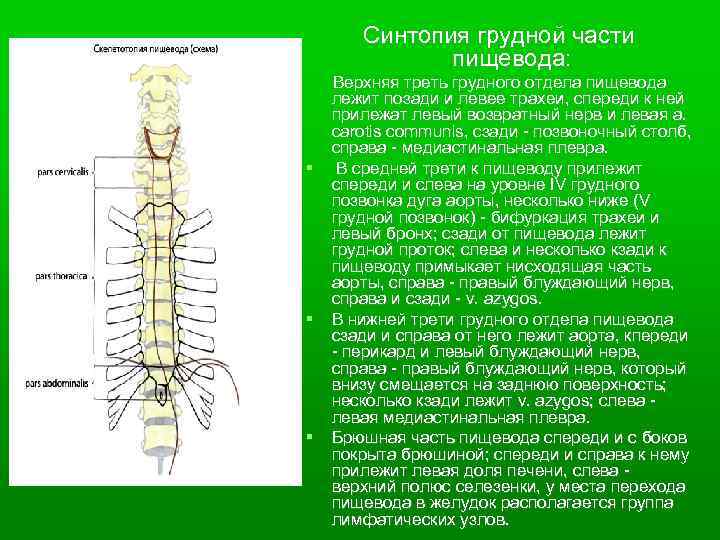 Синтопия грудной части пищевода: Верхняя треть грудного отдела пищевода лежит позади и левее трахеи,