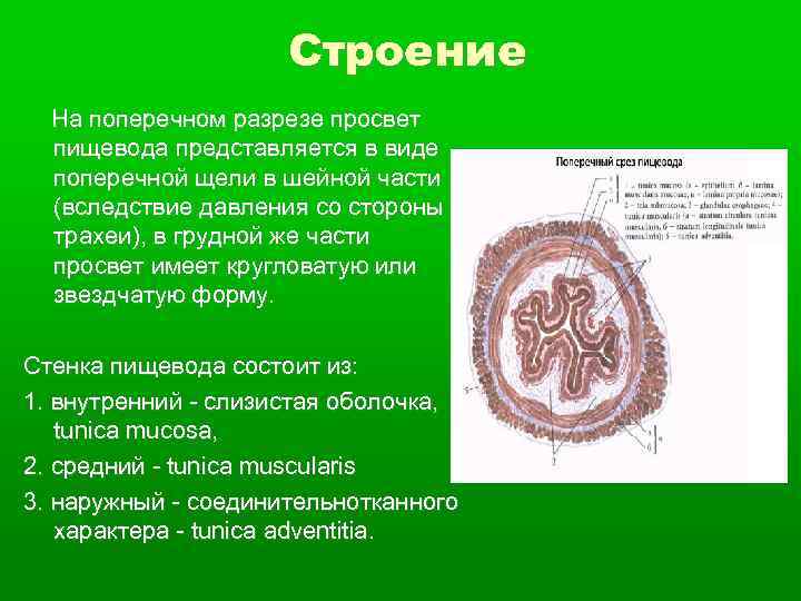 Оболочки стенки пищевода