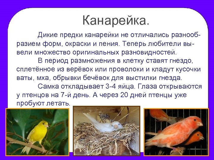 Канарейка. Дикие предки канарейки не отличались разнообразием форм, окраски и пения. Теперь любители вывели