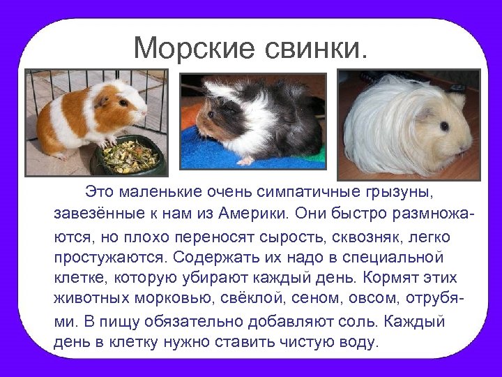 Морские свинки. Это маленькие очень симпатичные грызуны, завезённые к нам из Америки. Они быстро