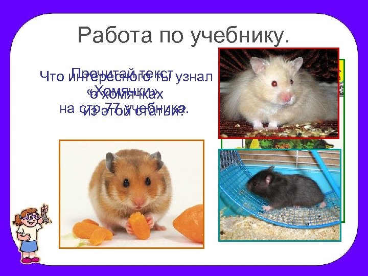 Работа по учебнику. Прочитай текст Что интересного ты узнал «Хомячки» о хомячках на стр.