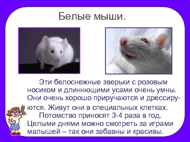 Белые мыши. Эти белоснежные зверьки с розовым носиком и длиннющими усами очень умны. Они
