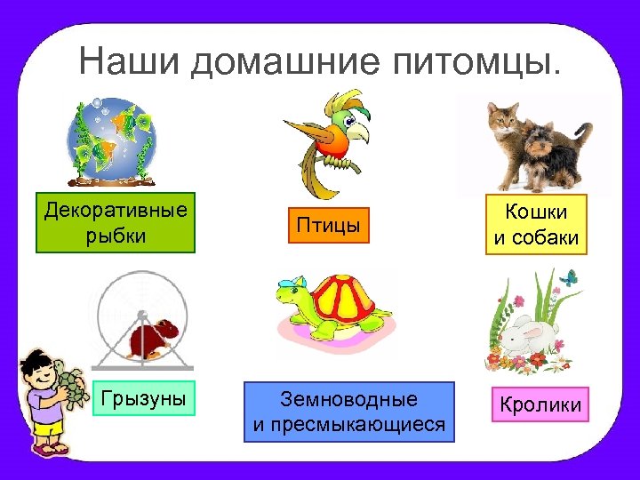 Наши домашние питомцы. Декоративные рыбки Грызуны Птицы Земноводные и пресмыкающиеся Кошки и собаки Кролики