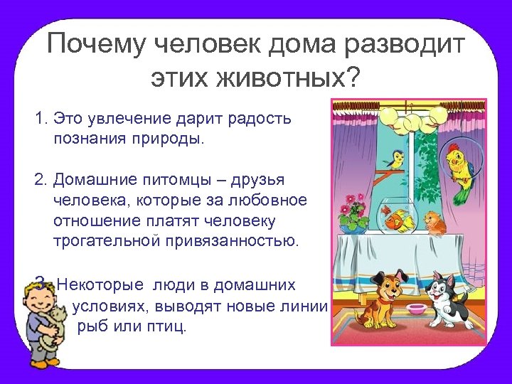 Почему человек дома разводит этих животных? 1. Это увлечение дарит радость познания природы. 2.