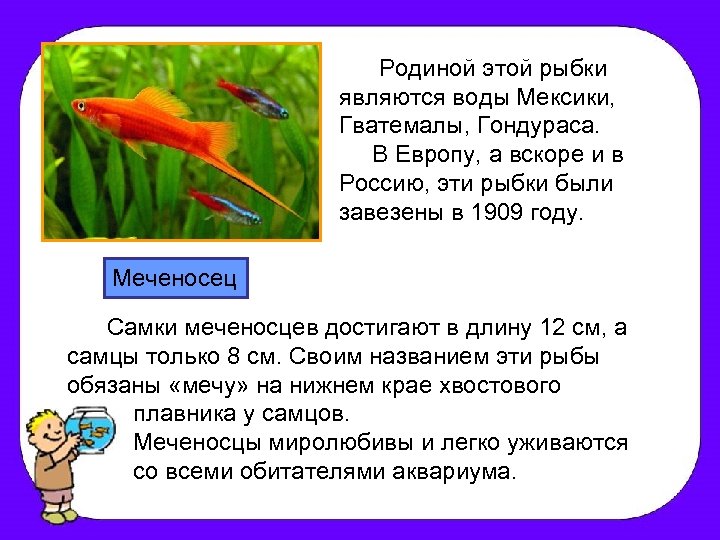 Родиной этой рыбки являются воды Мексики, Гватемалы, Гондураса. В Европу, а вскоре и в