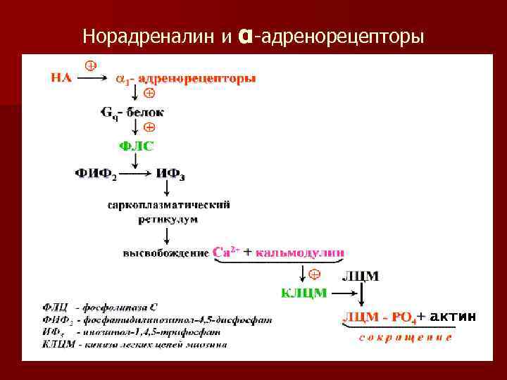 Норадреналин и α-адренорецепторы 