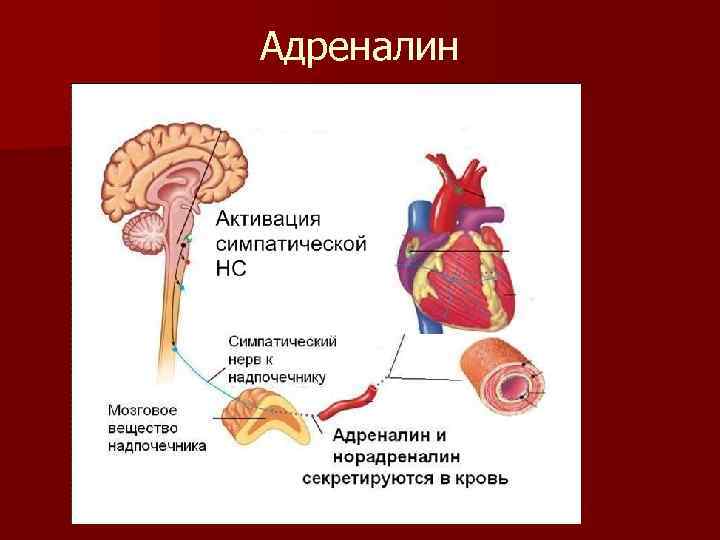 Адреналин 