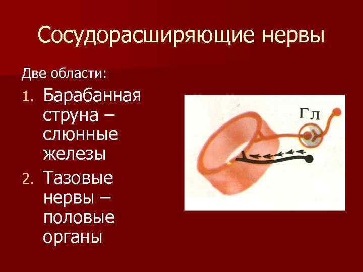 Сосудорасширяющие нервы Две области: Барабанная струна – слюнные железы 2. Тазовые нервы – половые