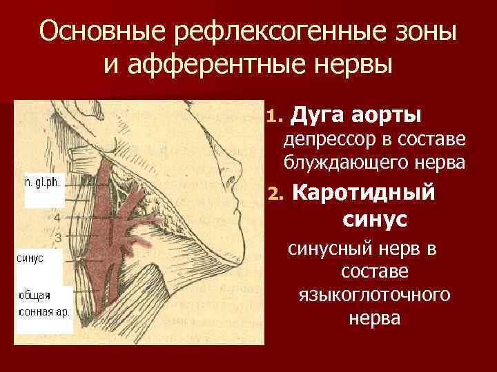 Основные рефлексогенные зоны и афферентные нервы 1. Дуга аорты 2. Каротидный синус депрессор в