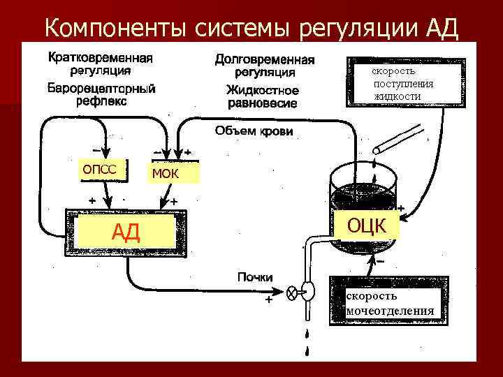 Компоненты системы регуляции АД ОПСС АД МОК ОЦК 