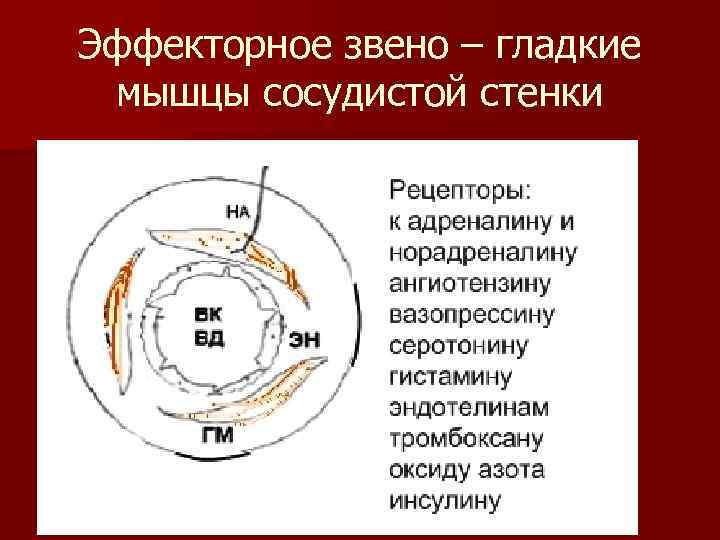 Эффекторное звено – гладкие мышцы сосудистой стенки 