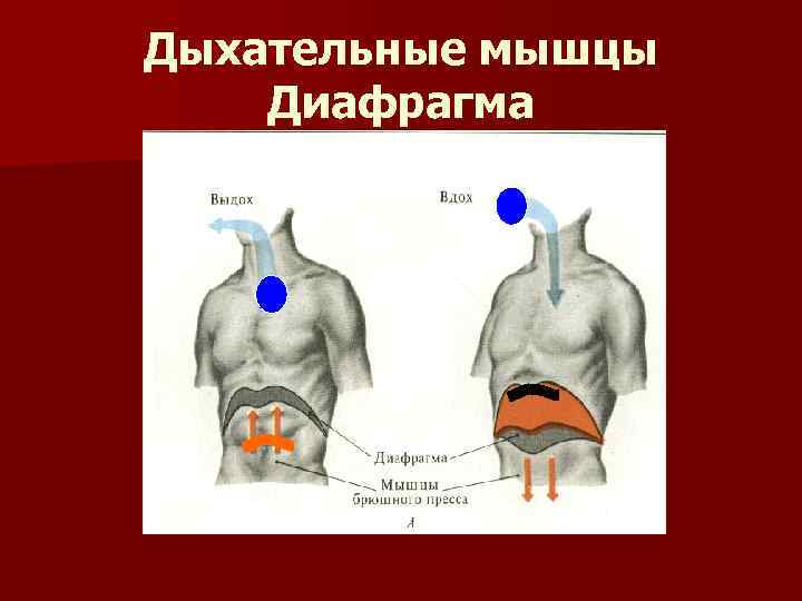 Дыхательные мышцы Диафрагма 