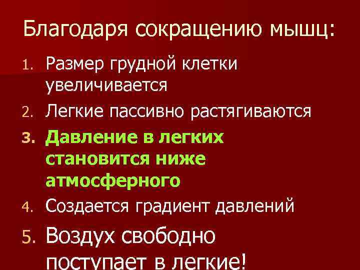 Благодаря сокращению мышц: Размер грудной клетки увеличивается 2. Легкие пассивно растягиваются 3. Давление в