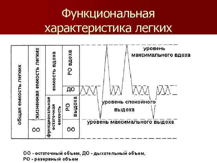 Функциональная характеристика легких 