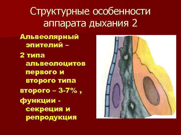 Структурные особенности аппарата дыхания 2 Альвеолярный эпителий – 2 типа альвеолоцитов первого и второго