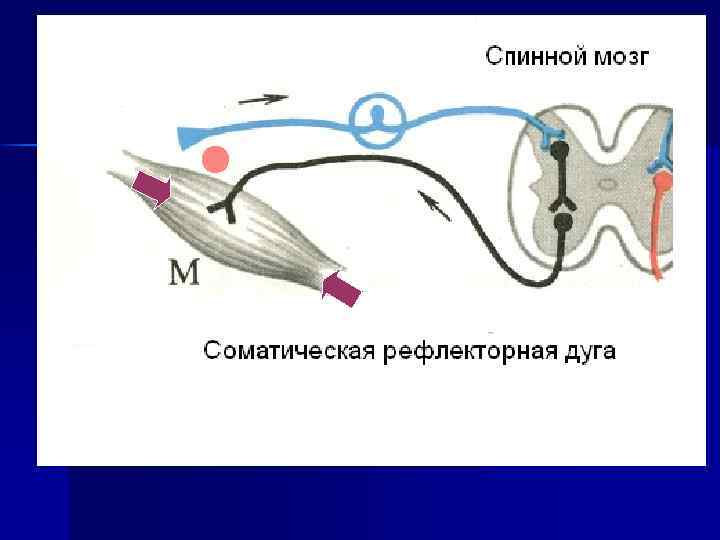 Рефлекторная дуга рисунок с подписями