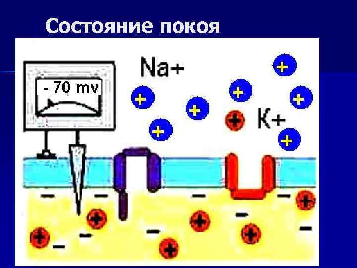 Состояние покоя 