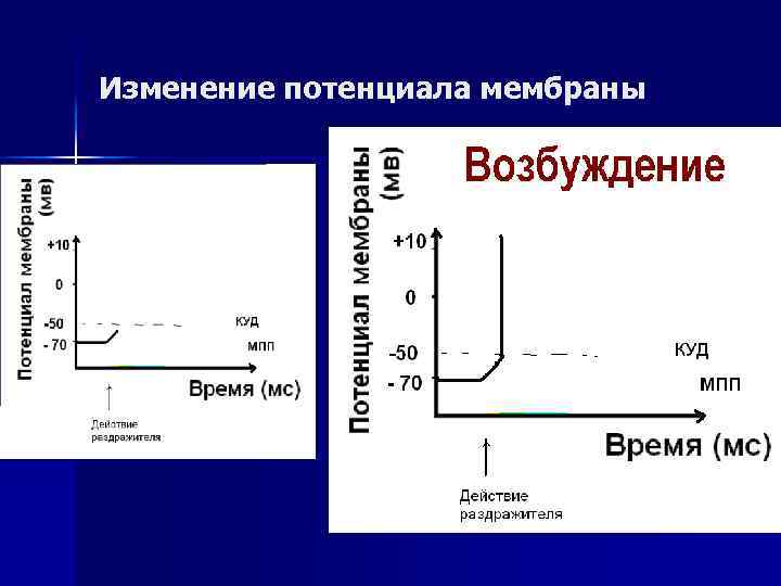 Изменение потенциала мембраны 