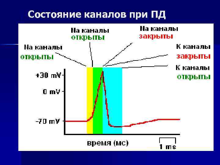 Состояние каналов при ПД 