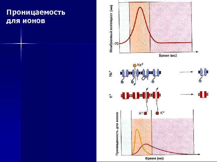 Проницаемость для ионов 