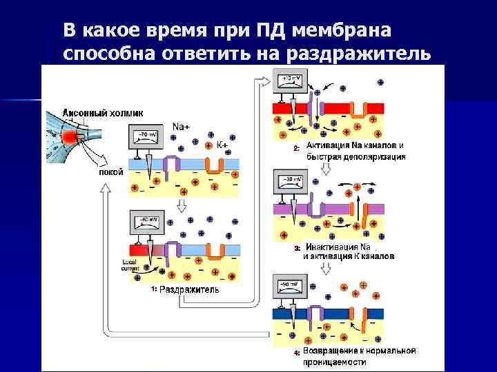 В какое время при ПД мембрана способна ответить на раздражитель 