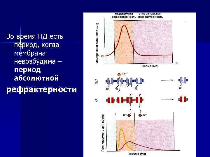 Во время ПД есть период, когда мембрана невозбудима – период абсолютной рефрактерности 