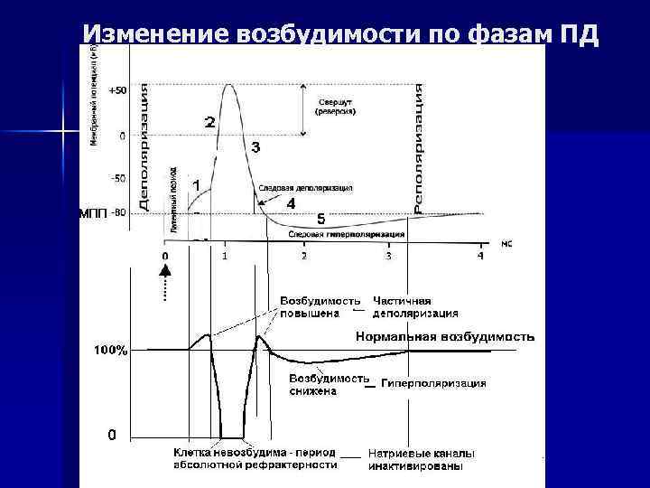 Изменение возбудимости по фазам ПД 