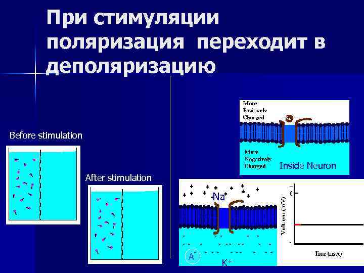 При стимуляции поляризация переходит в деполяризацию Before stimulation Inside Neuron After stimulation Na A