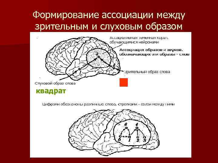 Формирование ассоциации между зрительным и слуховым образом квадрат 
