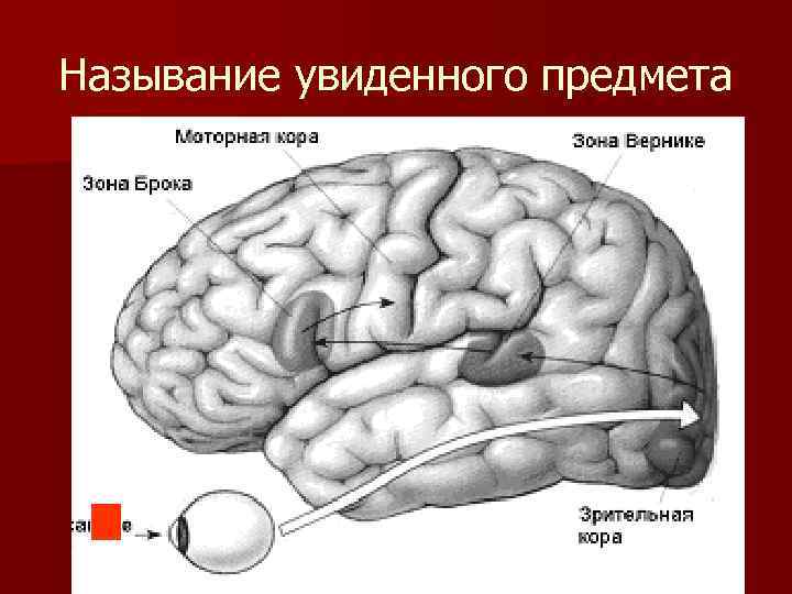 Называние увиденного предмета 