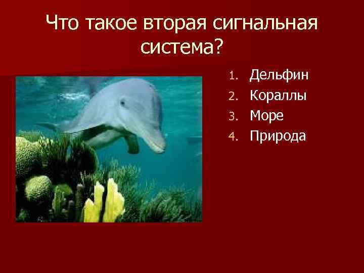 Что такое вторая сигнальная система? Дельфин 2. Кораллы 3. Море 4. Природа 1. 