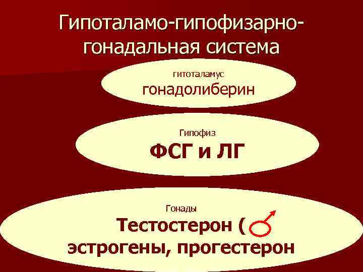 Гипоталамо-гипофизарногонадальная система гитоталамус гонадолиберин Гипофиз ФСГ и ЛГ Гонады Тестостерон ( эстрогены, прогестерон 