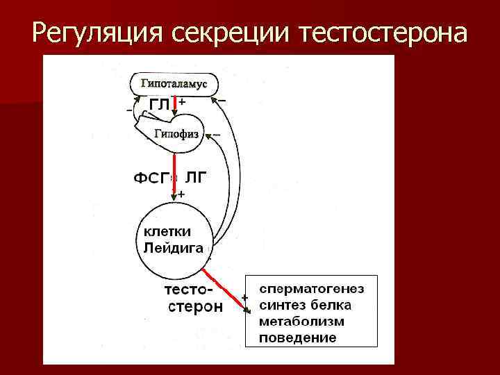 Регуляция секреции тестостерона 