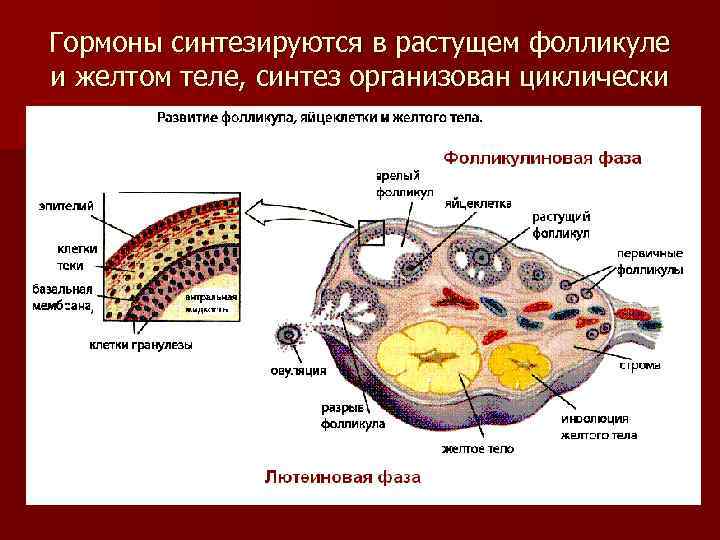 Гормоны синтезируются в растущем фолликуле и желтом теле, синтез организован циклически 