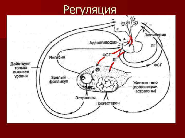 Регуляция 