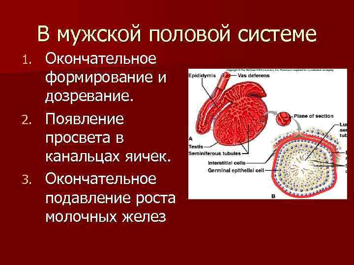 В мужской половой системе Окончательное формирование и дозревание. 2. Появление просвета в канальцах яичек.