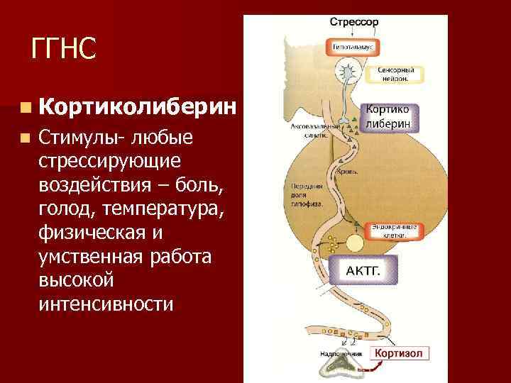 ГГНС n Кортиколиберин n Стимулы- любые стрессирующие воздействия – боль, голод, температура, физическая и