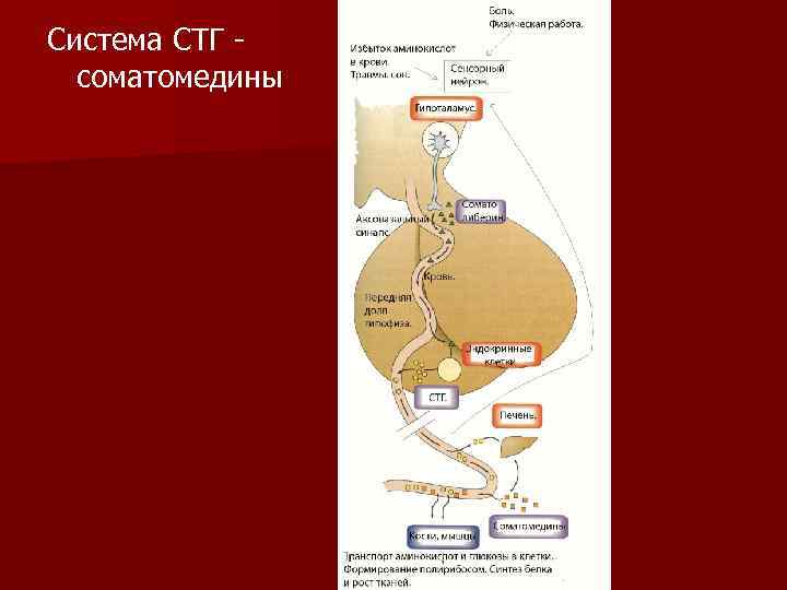 Система СТГ соматомедины 