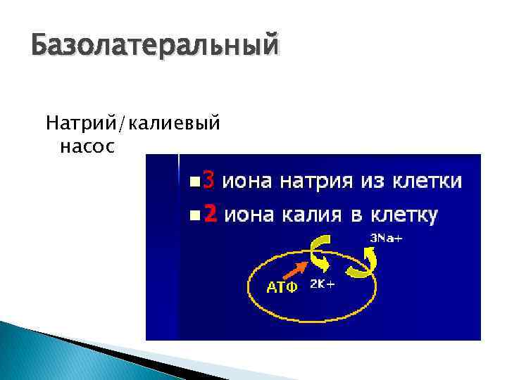 Базолатеральный Натрий/калиевый насос 