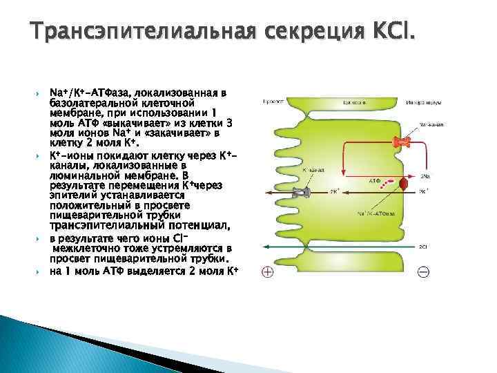 Трансэпителиальная секреция KCl. Na+/К+-АТФаза, локализованная в базолатеральной клеточной мембране, при использовании 1 моль АТФ