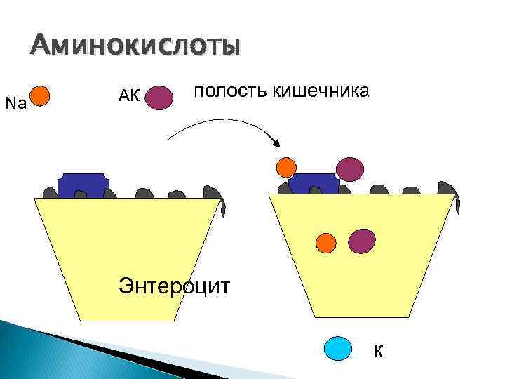 Аминокислоты Na АК полость кишечника Энтероцит к 