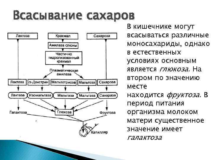 Всасывание сахаров В кишечнике могут всасываться различные моносахариды, однако в естественных условиях основным является