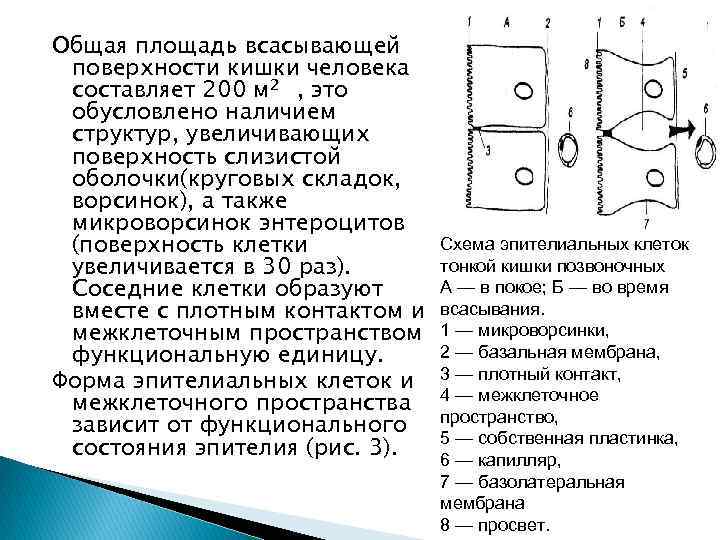 Общая площадь всасывающей поверхности кишки человека составляет 200 м 2 , это обусловлено наличием