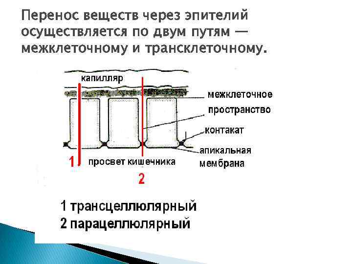 Перенесут ли срок. Трансэпителиальный перенос веществ. Трансцеллюлярный и парацеллюлярный транспорт. Парацеллюлярное пространство. Межклеточный транспорт веществ.